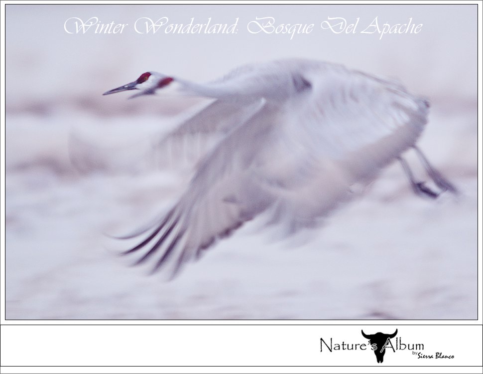 WINTER WONDERLAND - BOSQUE DEL APACHE