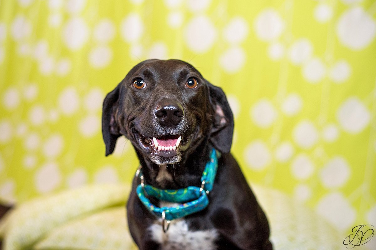 dog portrait fundraiser, fundraiser for dog shelter, regional animal shelter