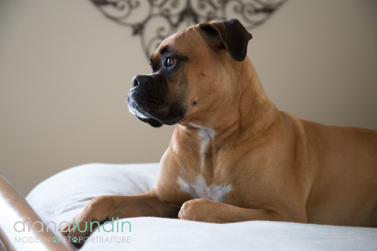 los angeles pet photographer