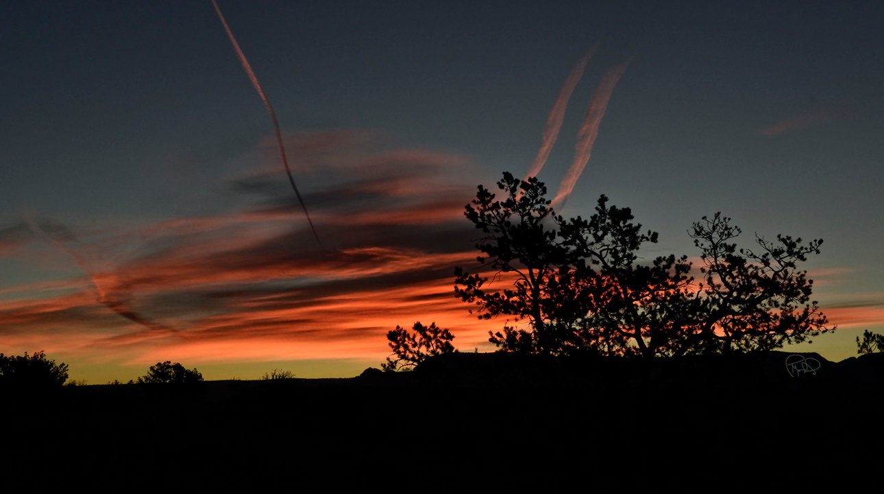 Wings Over Joshua Tree  28x34 / Custom