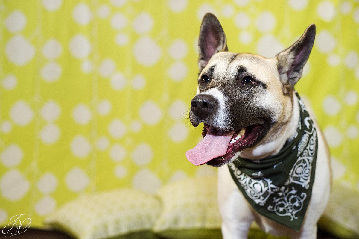 dog portrait fundraiser, fundraiser for dog shelter, regional animal shelter