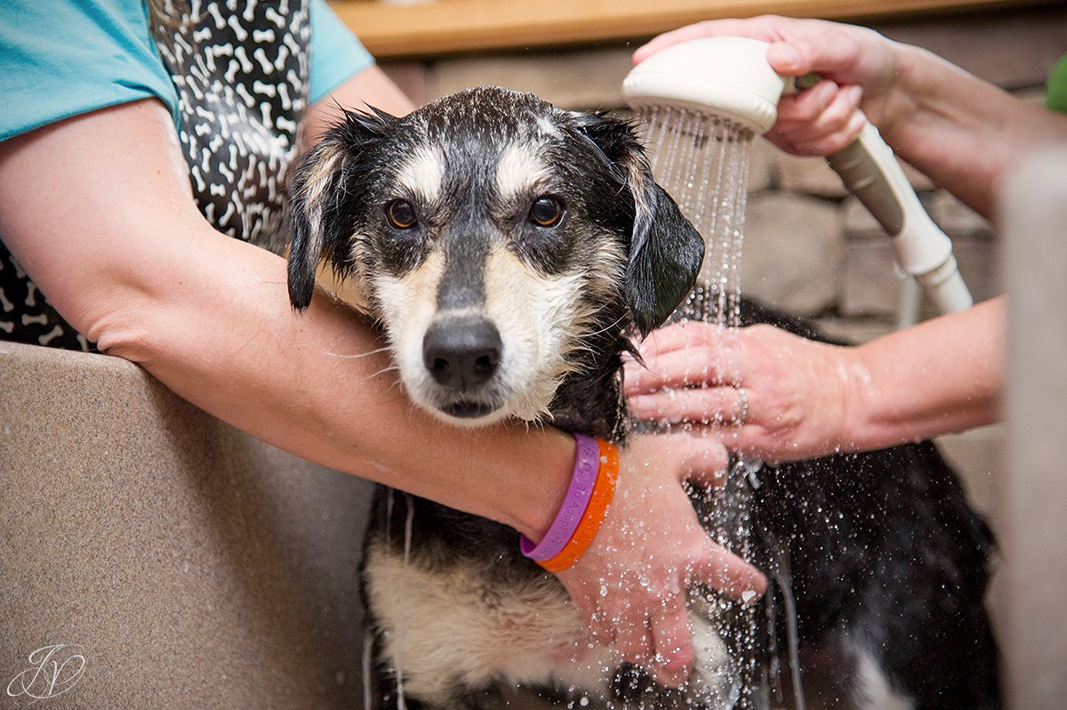 Dog getting bath, bathing a dog photo, harveys home garden and pet center, canine skin disease, regional animal shelter
