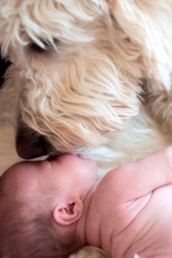 Newborn Portraits with Baby Eli