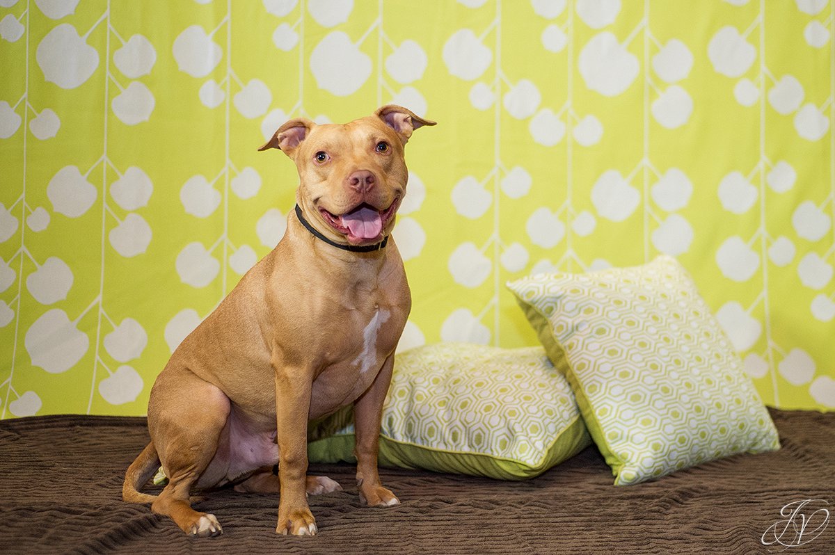 dog portrait fundraiser, fundraiser for dog shelter, regional animal shelter