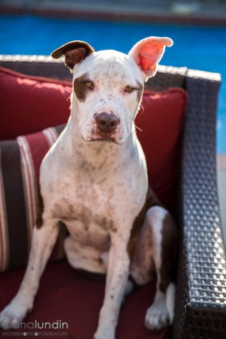 Dudley the pit bull. Los Angeles pet photography