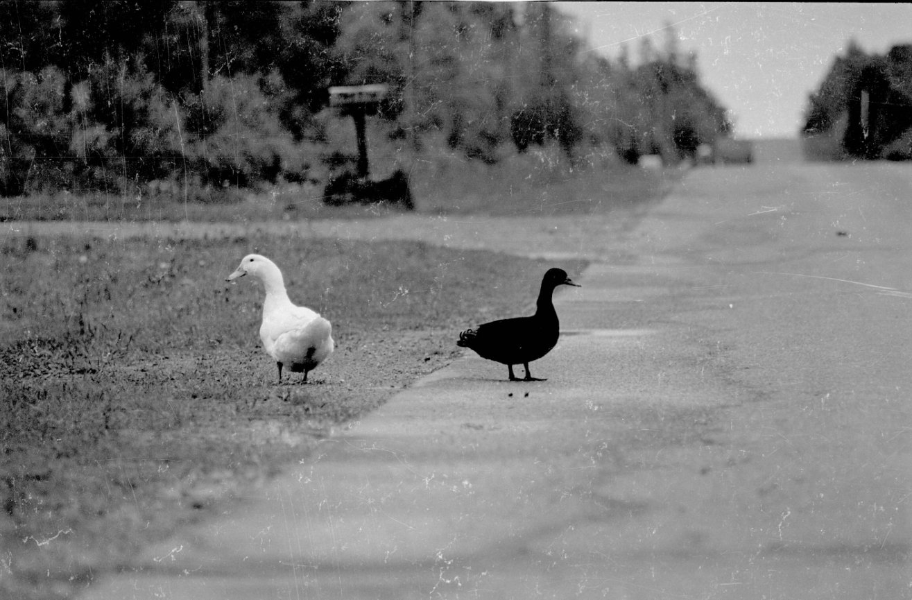 Rural PEI 1997