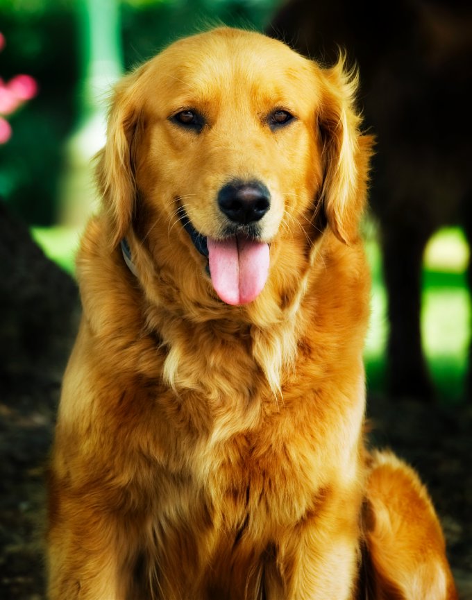 farm golden retriever