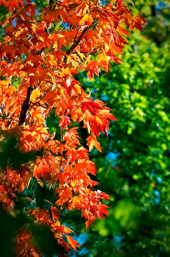 Fall Colors - Tacoma - 111104-6