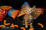 How Orange Kitties Get Their Color
