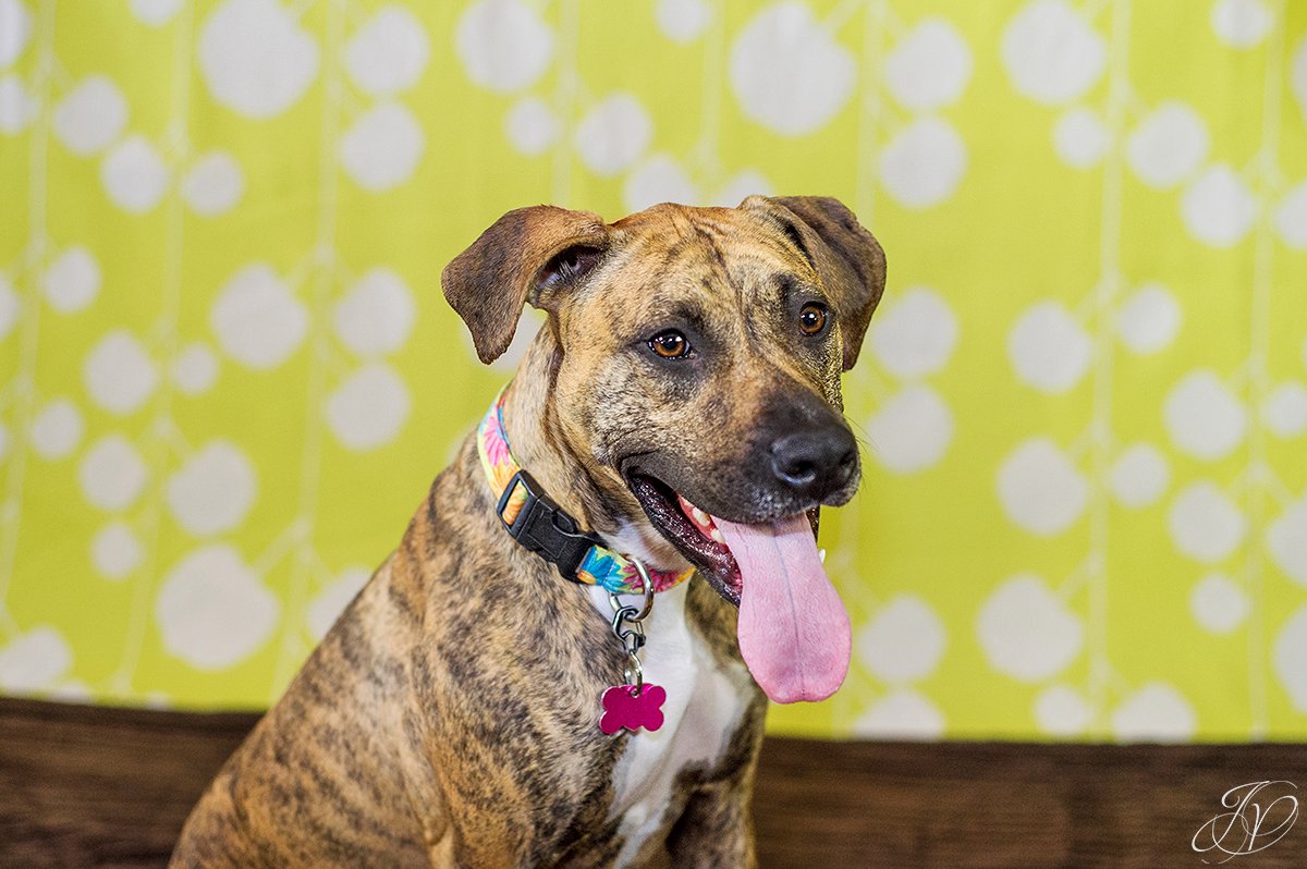 dog portrait fundraiser, fundraiser for dog shelter, regional animal shelter