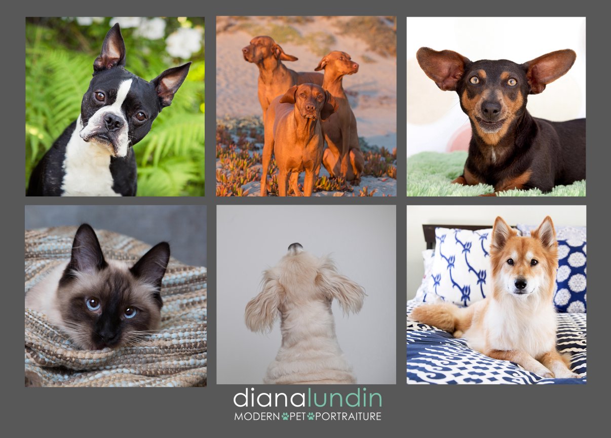 los angeles pet photography postcard