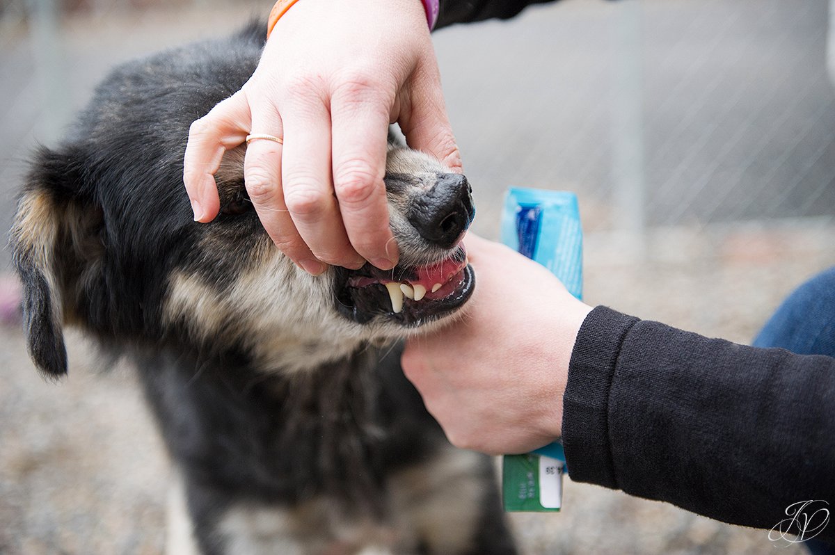 canine missing teath photo, dog rescue photo, rescued dog photo, canine skin disease photo, regional animal shelter