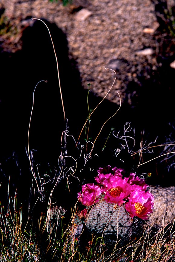 After the Burn 20x30 / 26x40 / 33x50