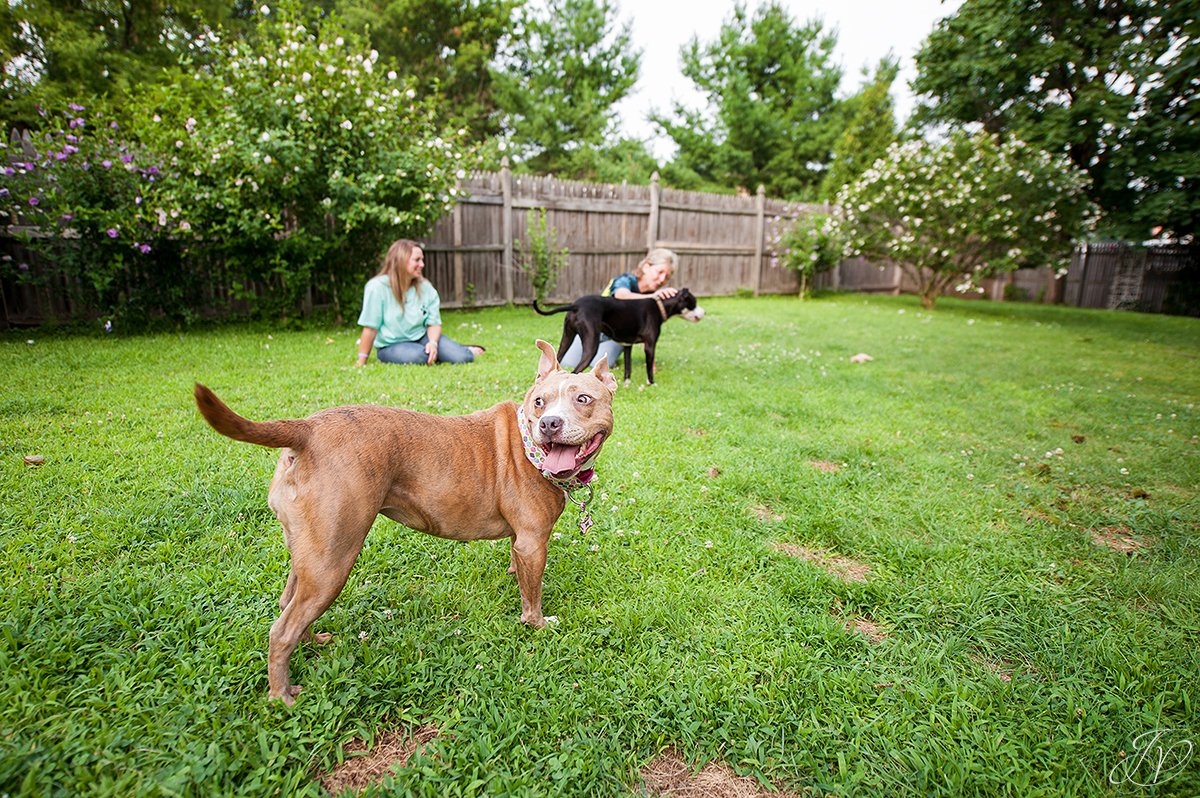 dog rescue, albany pet portrait photographer