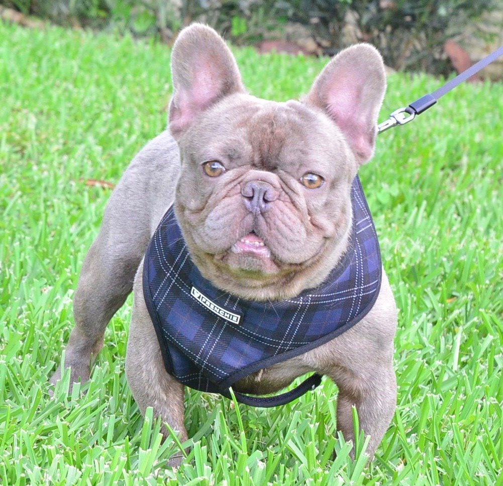 registered french bulldogs for sale