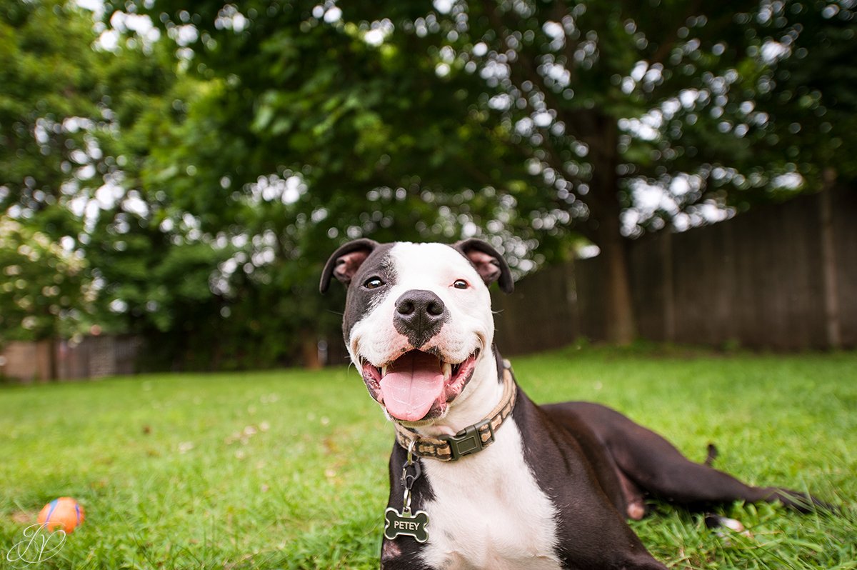 dog rescue, albany pet portrait photographer