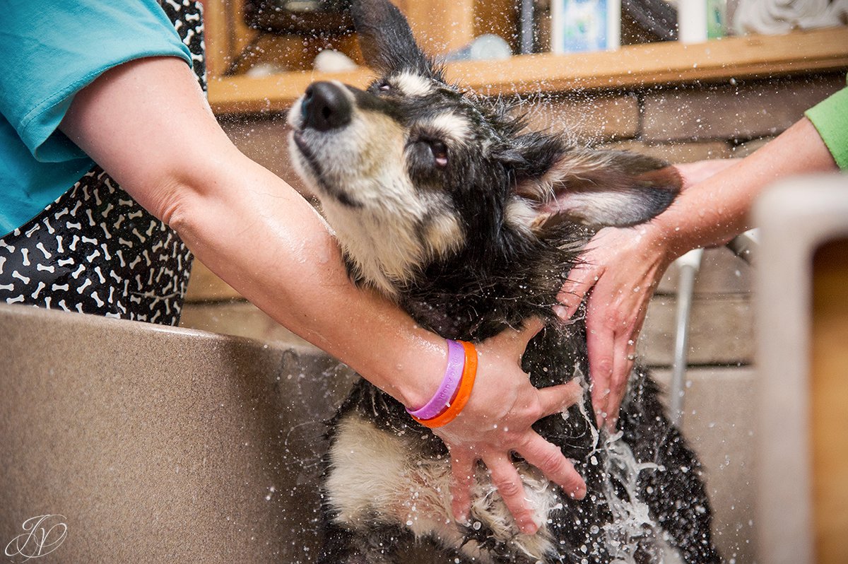 dog shaking off after bath, dog shaking in bath, Dog getting bath, bathing a dog photo, harveys home garden and pet center, canine skin disease, regional animal shelter