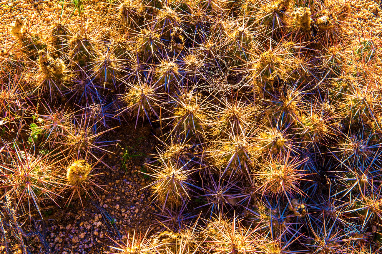 Sedona Pano One 10x25 / 14.5x36 / 19x48 / Custom