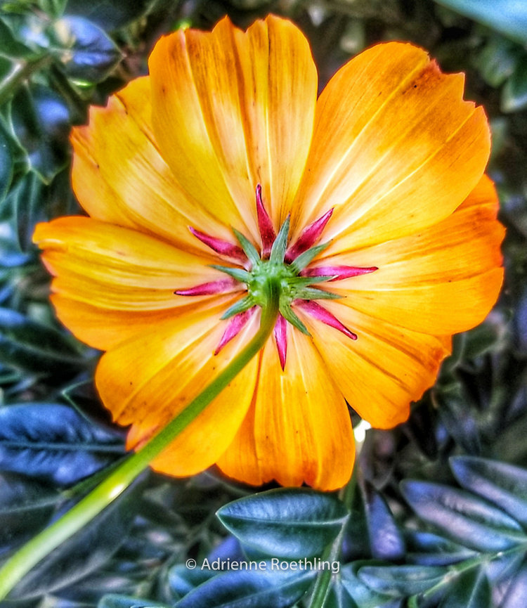 The 3rd Space - Creative Smartphone Photography Student Work - July 2025