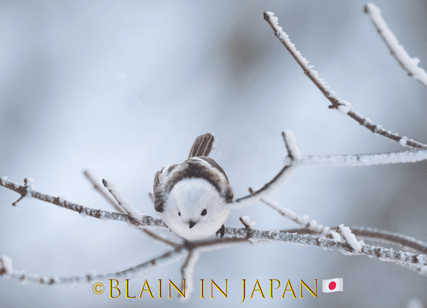 Photograph the Iconic Shima Enaga on a Winter Wildlife Tour in Hokkaido