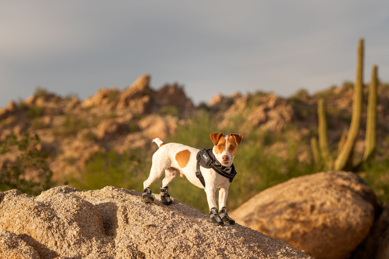 Meet Piper - In-Home Dog Photography Session in Queen Creek, Arizona
