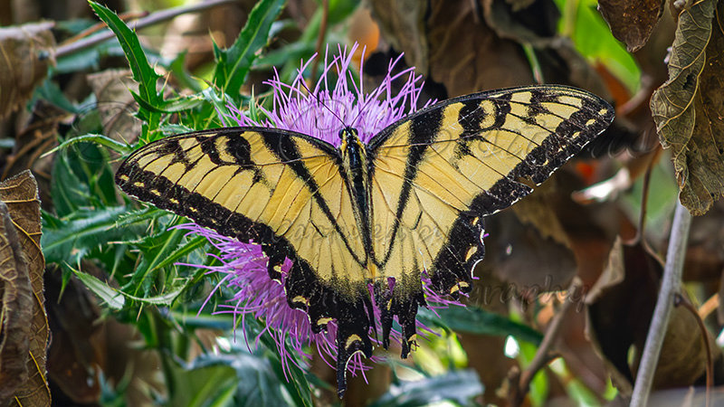 Kaiyah Takota The Final Chapter - A Novel Husky: Chapter 48