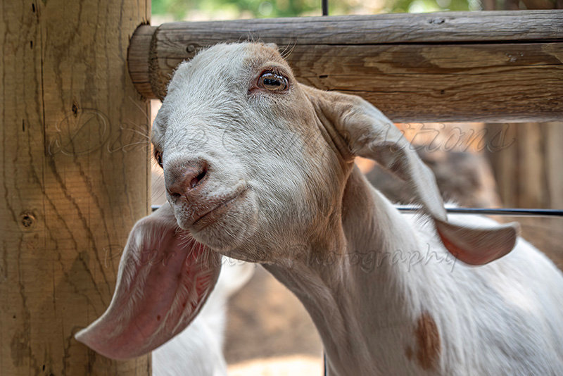 Kaiyah Takota The Final Chapter - A Novel Husky: Chapter 48