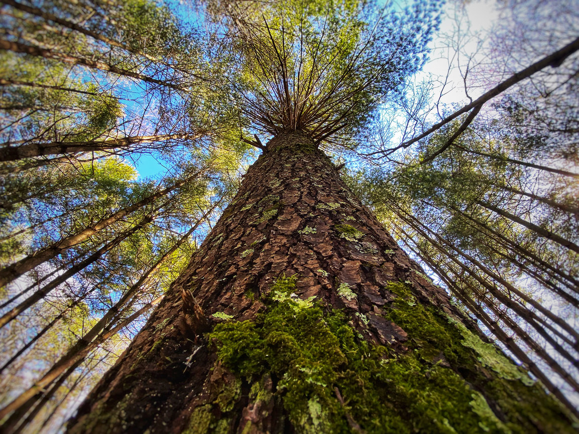 Leaves, Light, and Lenses - Smartphone Photography in the Parks - April 18, 2026