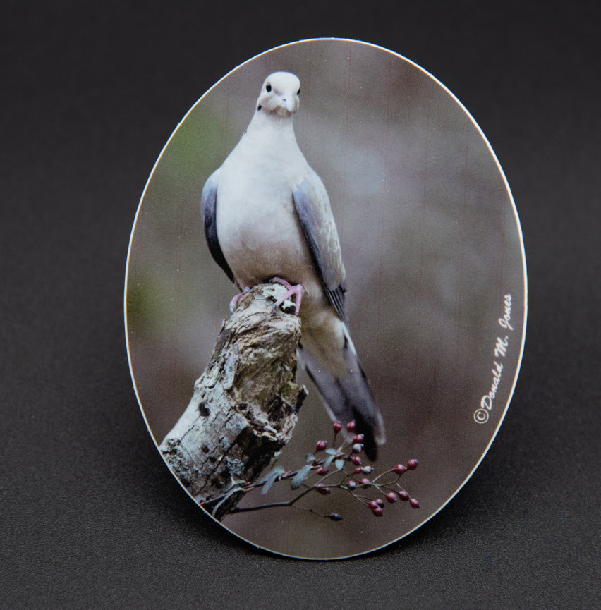 Mourning Dove S6 430