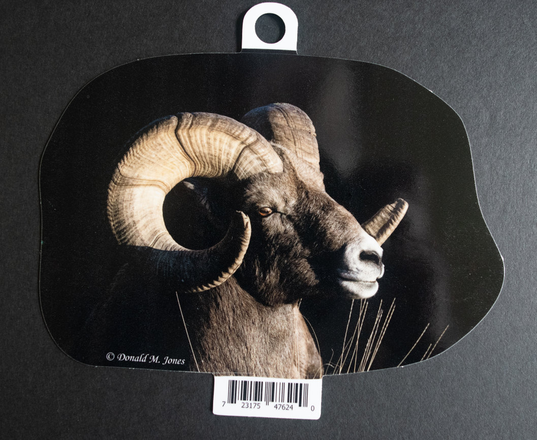 Bighorn Ram S4 734