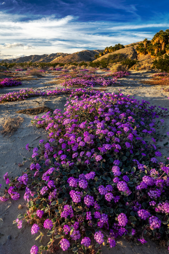 Coachella Verbena CH 4044