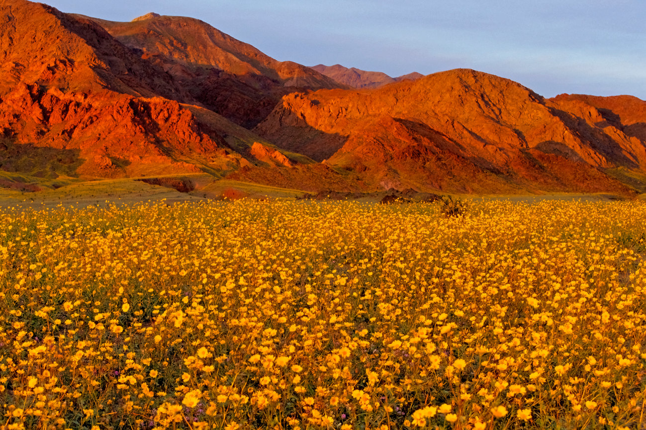 Desert Gold Death Valley CH 4098