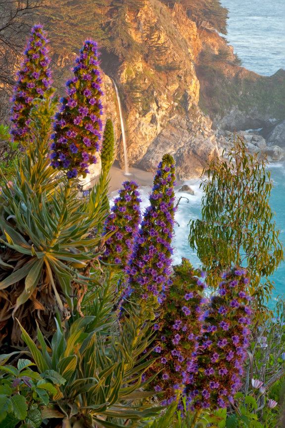 Julia Pfeiffer Burns State Park CH 4152