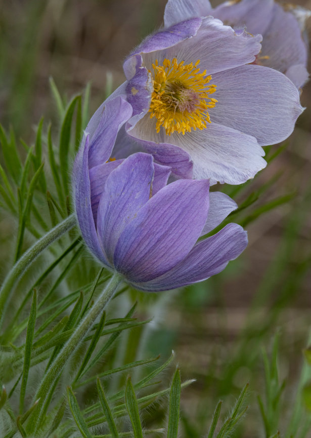 Pasque Flowers CH 4175