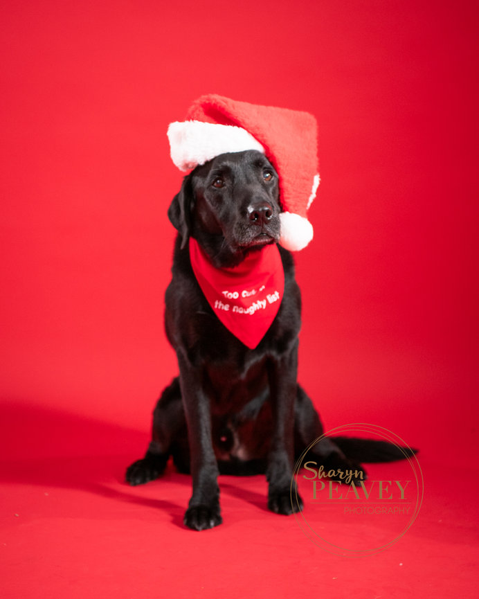 Twice the Love: Newborn Portraits of Twins Maeve & Milo