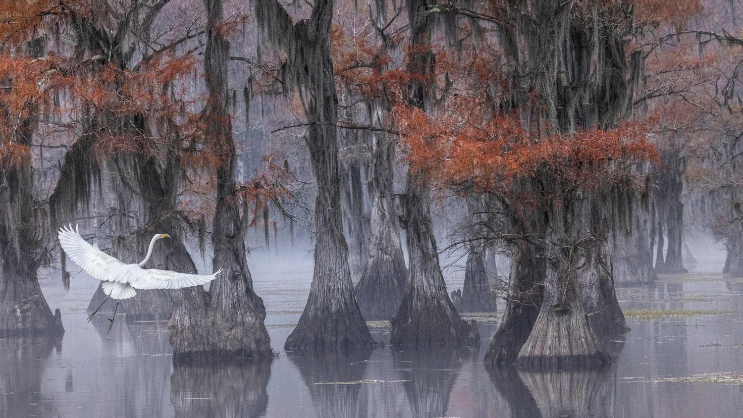 Louisiana Gallery Jim Zuckerman Photography Photo Tours