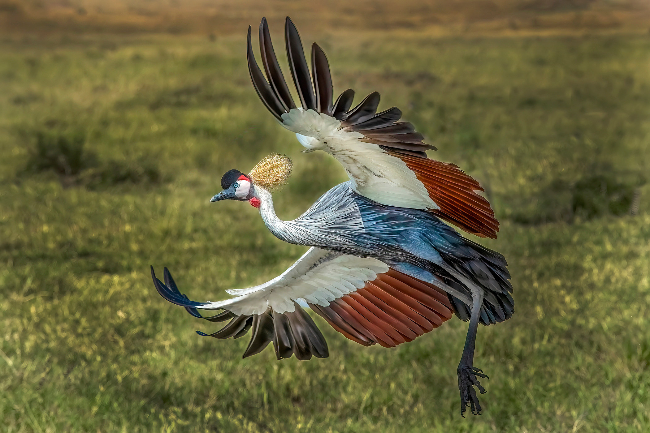 Crowned Crane In Flight Jim Zuckerman Photography Photo Tours