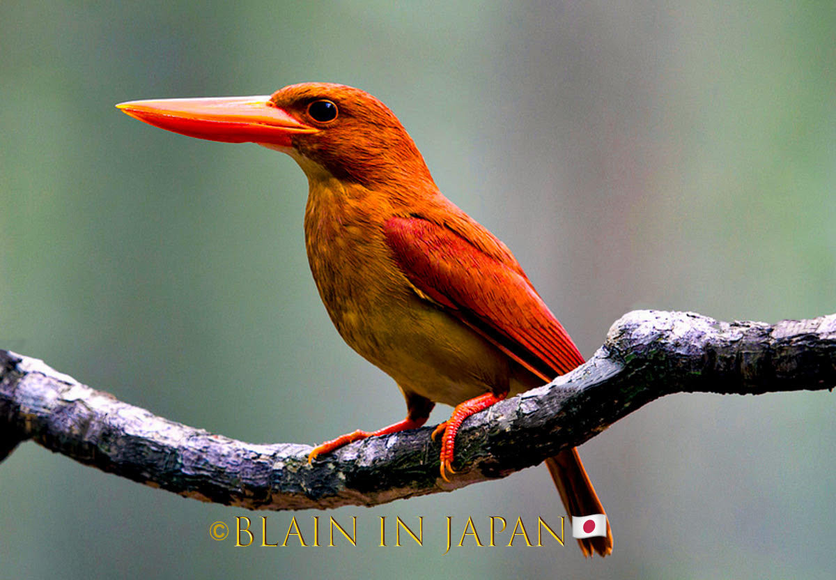 Forest Reflections - Autumn leaves photo workshop