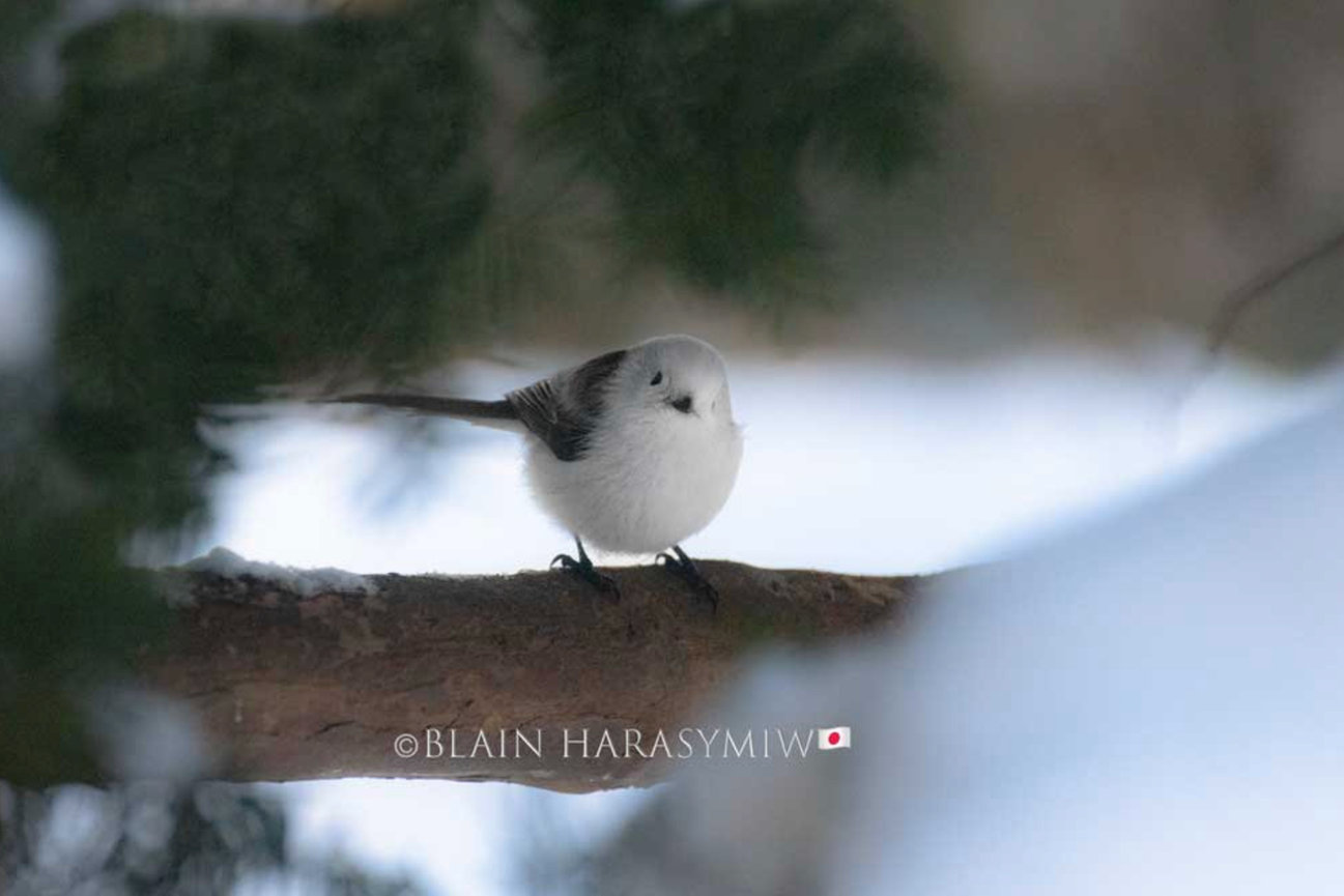 Photograph the Iconic Shima Enaga on a Winter Wildlife Tour in Hokkaido