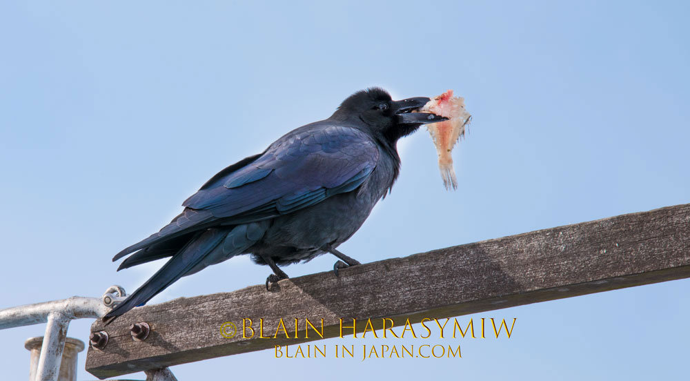 Discover Matsumoto Castle on a Hokkaido Photo Tour with JDS!