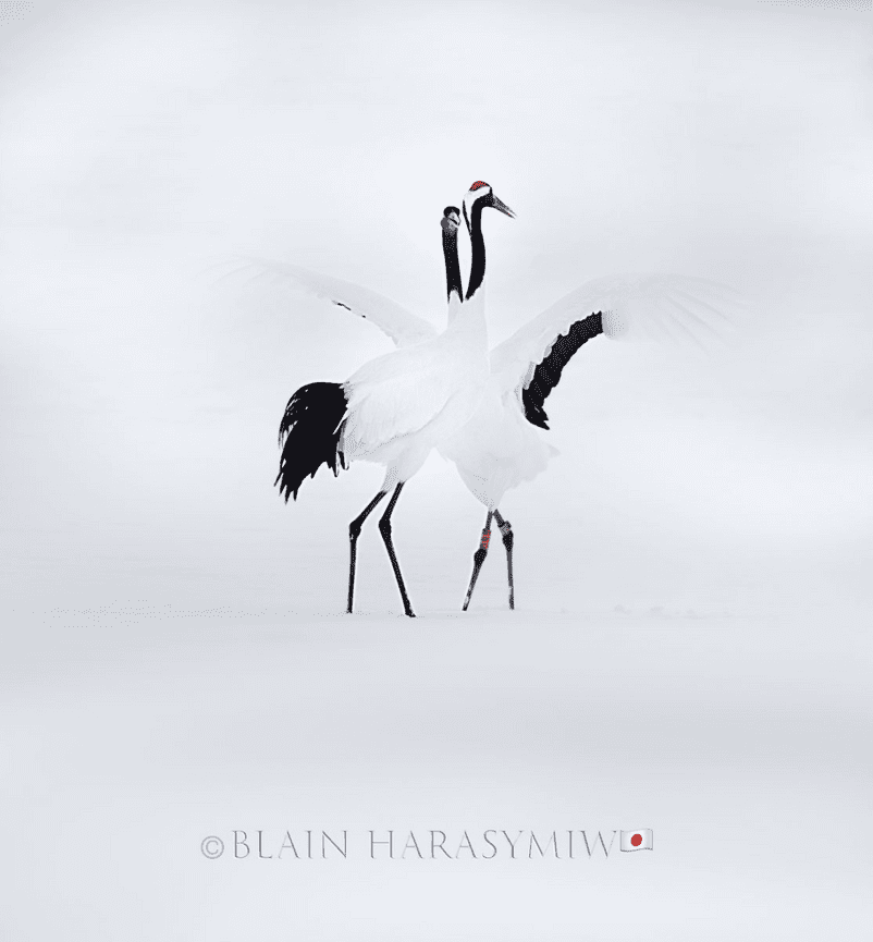 Discover Matsumoto Castle on a Hokkaido Photo Tour with JDS!