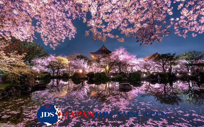 Capture Japan’s Stunning Cherry Blossoms: A Dream Photography Tour
