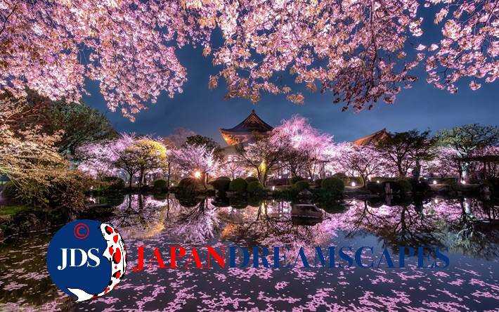 Japan Autumn Leaves Tour – Capture the Colors of Fall with JDS