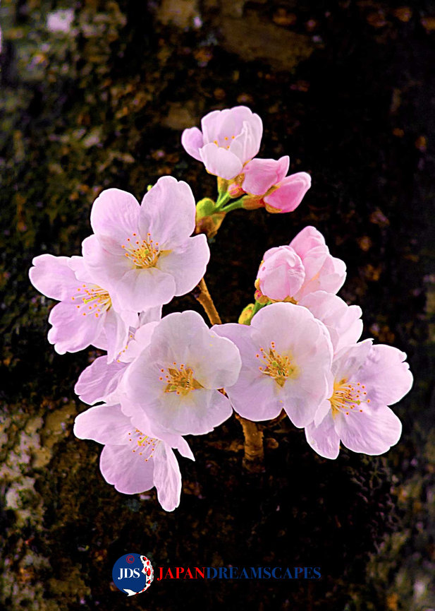 Autumn Leaves Photography Tour at Mt. Fuji and the Fuji Five Lakes