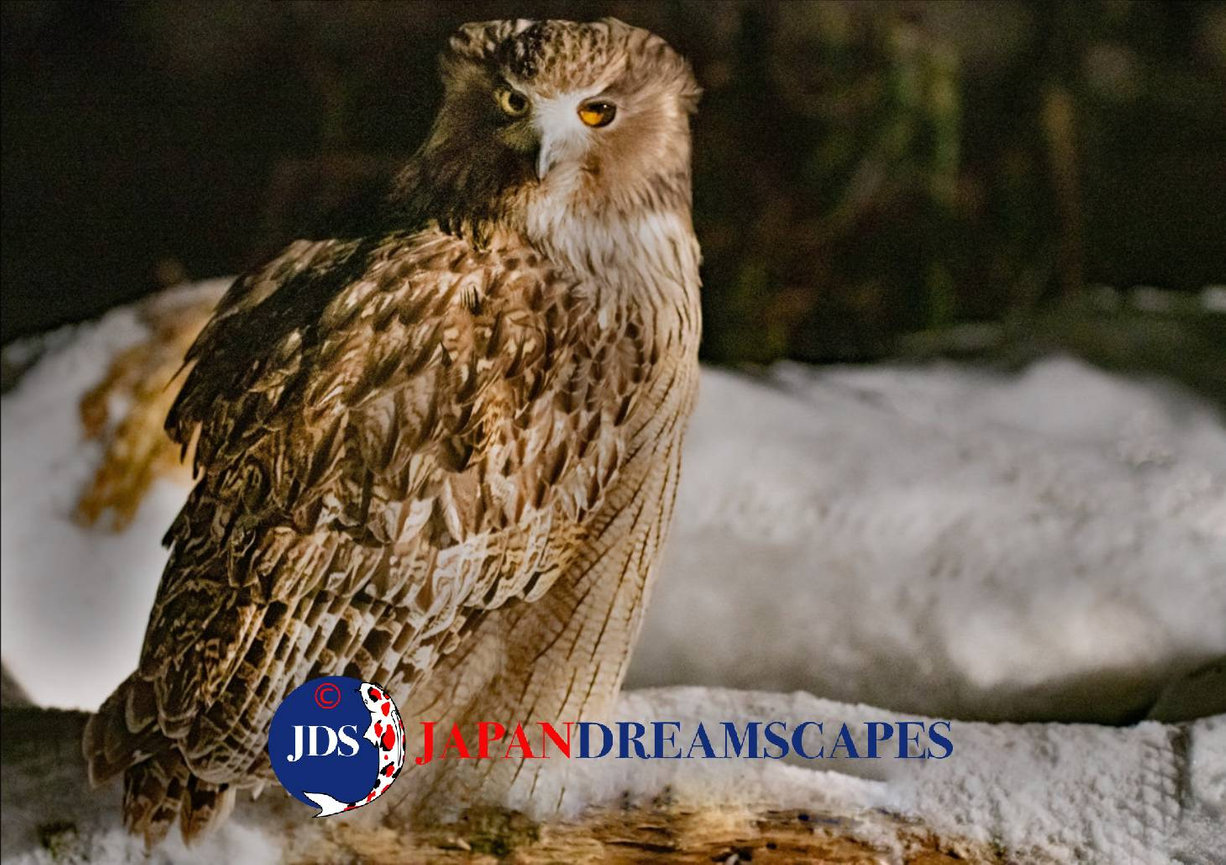 Discover Matsumoto Castle on a Hokkaido Photo Tour with JDS!