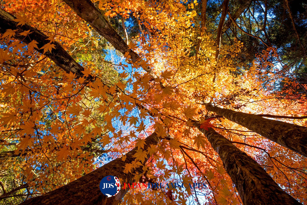 Japan Autumn Leaves Tour – Capture the Colors of Fall with JDS