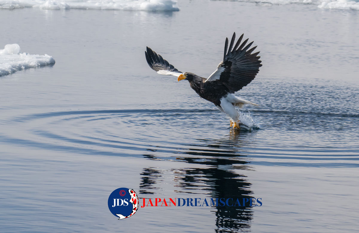 Hokkaido Photo Tours 2026 - First Hokkaido Workshop of the Year