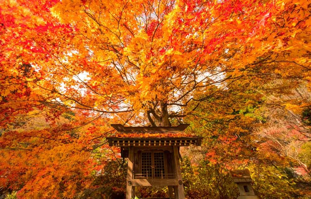 October 2023 Japan Autumn Leaves - Blain Harasymiw Photography