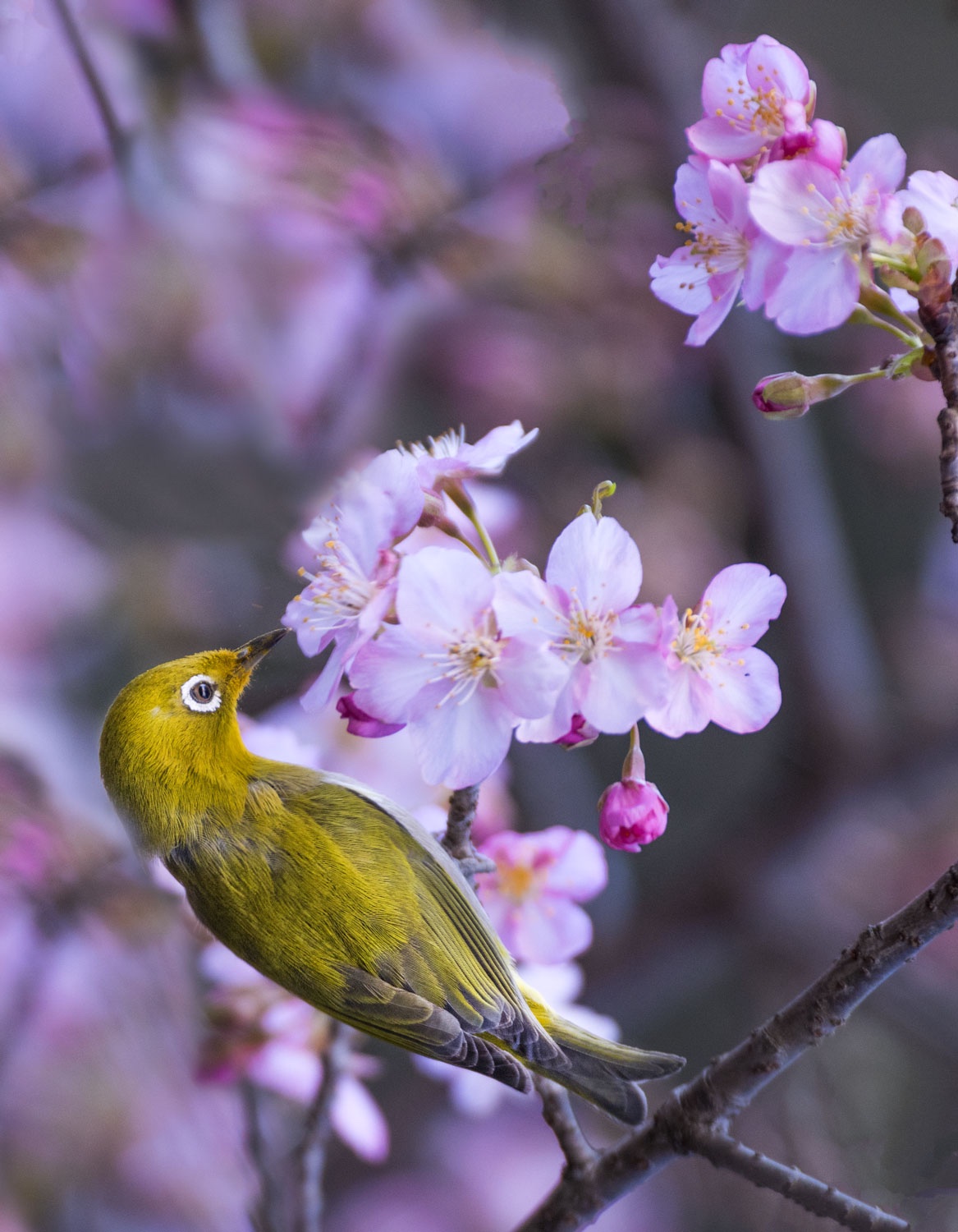 Birding In Japan Blain Harasymiw Photography