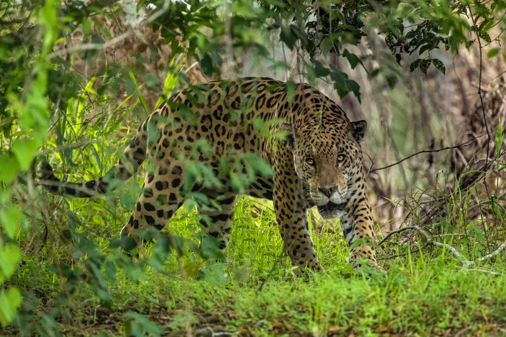 Top predator of the jungle - Jim Zuckerman photography & photo tours